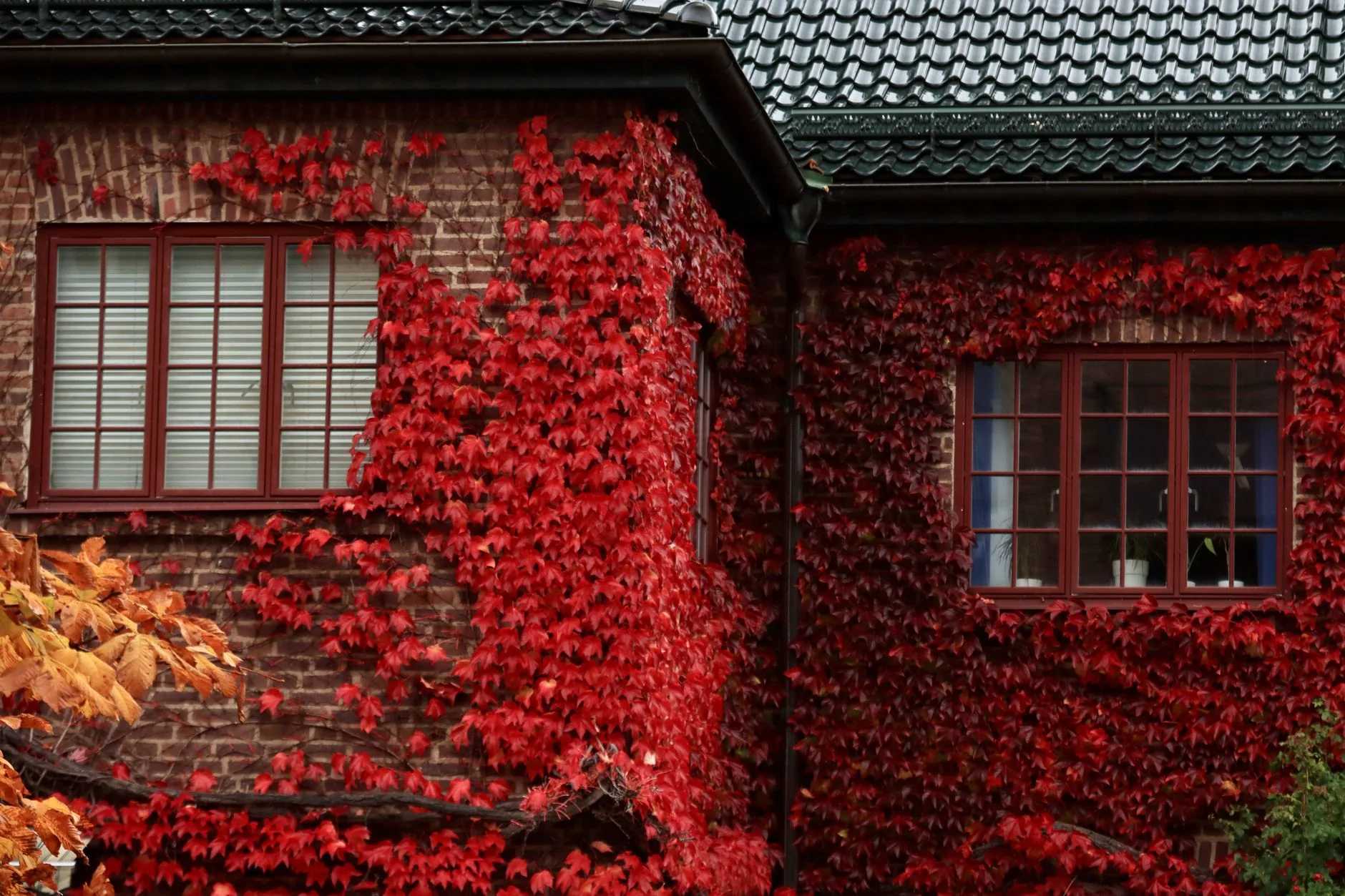 home maintenance checklist — Charming brick house covered in deep red ivy, showcasing autumn's vivid hues.